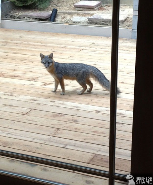 My-Neighbor-Fox