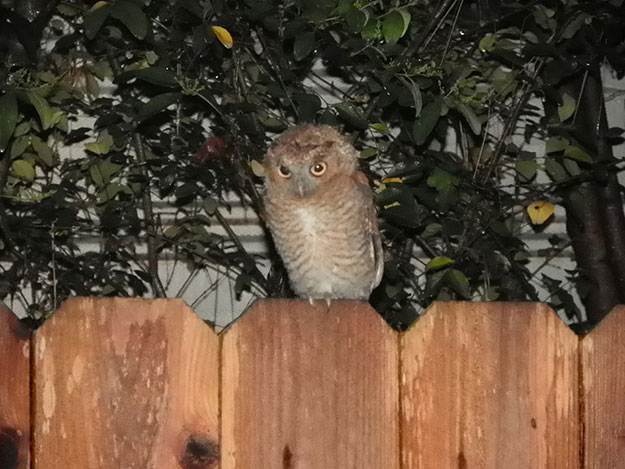Owl-2