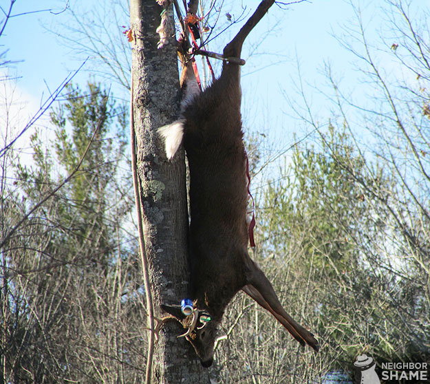 Bud-Light-Deer