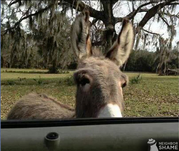 Mini-Donkey-Neighbor-1