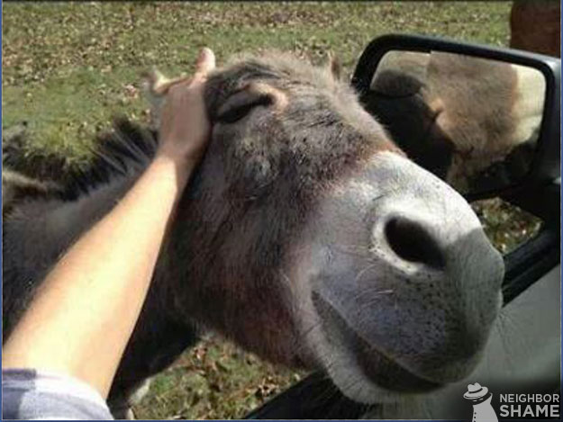 Mini-Donkey-Neighbor-2